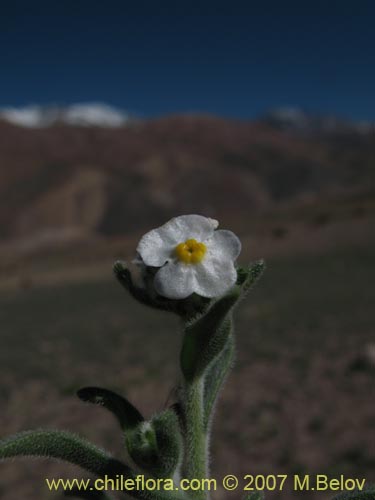 Imágen de Cryptantha involucrata (). Haga un clic para aumentar parte de imágen.