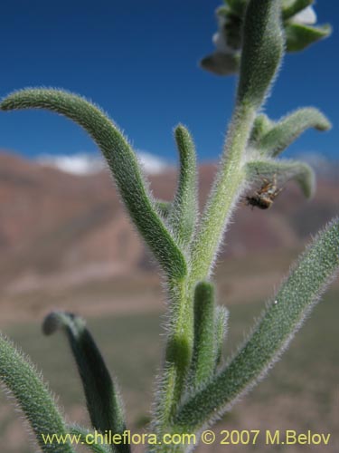 Bild von Cryptantha involucrata (). Klicken Sie, um den Ausschnitt zu vergrössern.