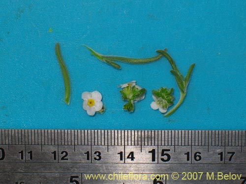 Image of Cryptantha involucrata (). Click to enlarge parts of image.