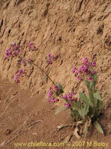 Imágen de Calceolaria purpurea (). Haga un clic para aumentar parte de imágen.