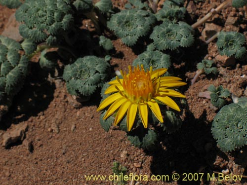 Bild von Chaetanthera flabellifolia (Corona de reina). Klicken Sie, um den Ausschnitt zu vergrössern.