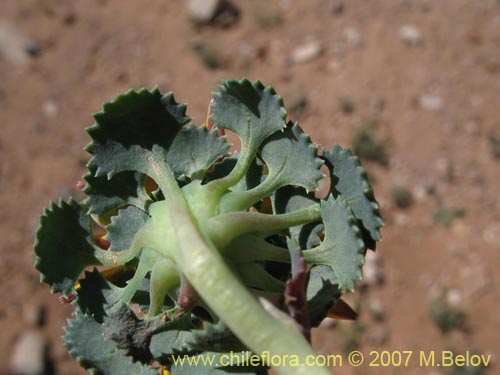 Image of Chaetanthera flabellifolia (Corona de reina). Click to enlarge parts of image.