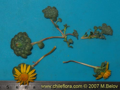 Chaetanthera flabellifoliaの写真