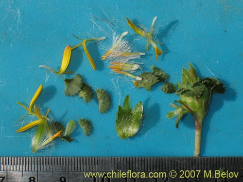 Image of Chaetanthera flabellifolia (Corona de reina). Click to enlarge parts of image.