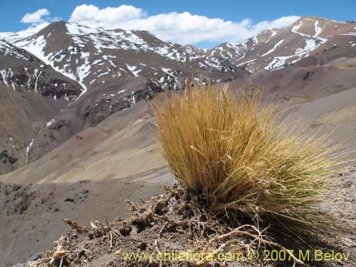 Imágen de Poaceae sp. #Z 6750 (). Haga un clic para aumentar parte de imágen.