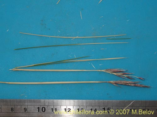 Poaceae sp. #Z 6750的照片