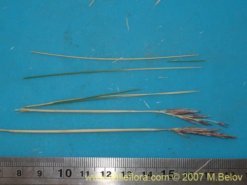 Poaceae sp. #Z 6750의 사진