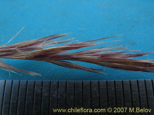 Imágen de Poaceae sp. #Z 6750 (). Haga un clic para aumentar parte de imágen.