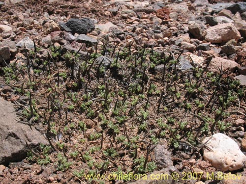 Imágen de Adesmia subterranea (Cuerno de cabra). Haga un clic para aumentar parte de imágen.