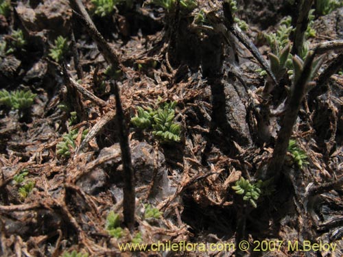 Image of Adesmia subterranea (Cuerno de cabra). Click to enlarge parts of image.