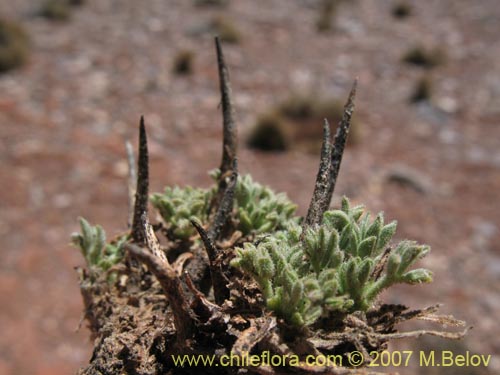 Image of Adesmia subterranea (Cuerno de cabra). Click to enlarge parts of image.