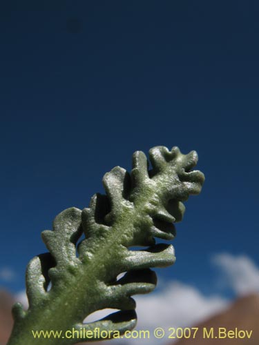 Bild von Nastanthus caespitosus (). Klicken Sie, um den Ausschnitt zu vergrössern.