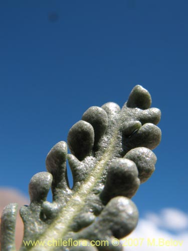 Bild von Nastanthus caespitosus (). Klicken Sie, um den Ausschnitt zu vergrössern.