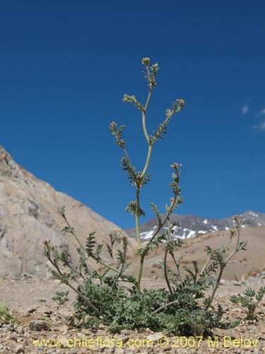 Imágen de Brassicaceae sp. #1916 (). Haga un clic para aumentar parte de imágen.