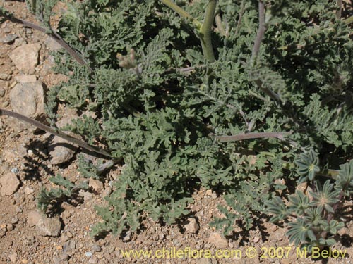 Imágen de Brassicaceae sp. #1916 (). Haga un clic para aumentar parte de imágen.