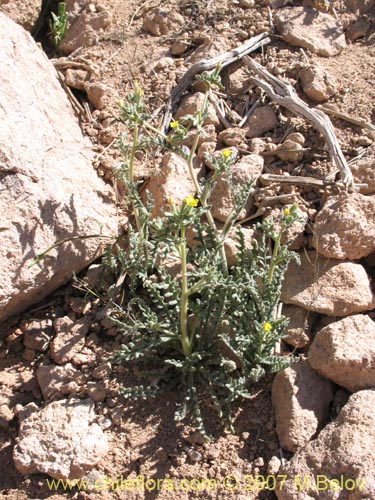 Фотография Mentzelia pinnatifida (Palo blanco). Щелкните, чтобы увеличить вырез.