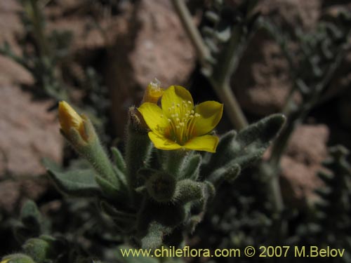 Фотография Mentzelia pinnatifida (Palo blanco). Щелкните, чтобы увеличить вырез.