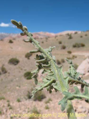 Фотография Mentzelia pinnatifida (Palo blanco). Щелкните, чтобы увеличить вырез.