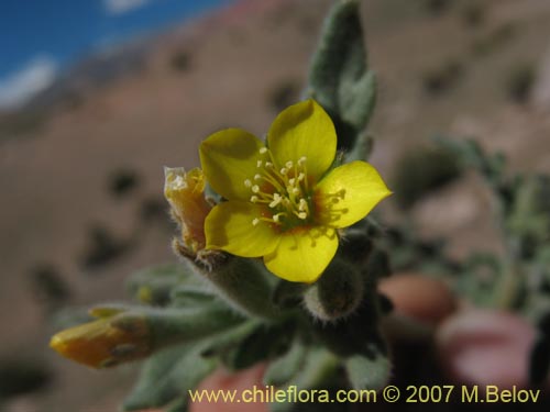 Bild von Mentzelia pinnatifida (Palo blanco). Klicken Sie, um den Ausschnitt zu vergrössern.