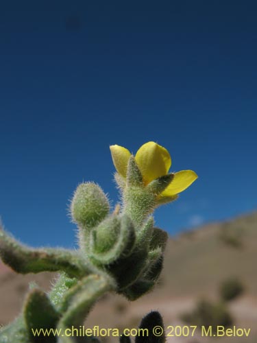 Фотография Mentzelia pinnatifida (Palo blanco). Щелкните, чтобы увеличить вырез.