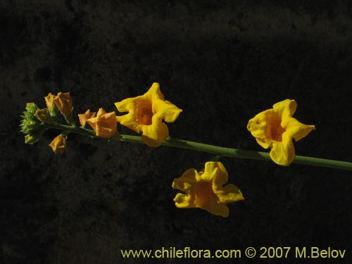 Argylia potentillaefoliaの写真