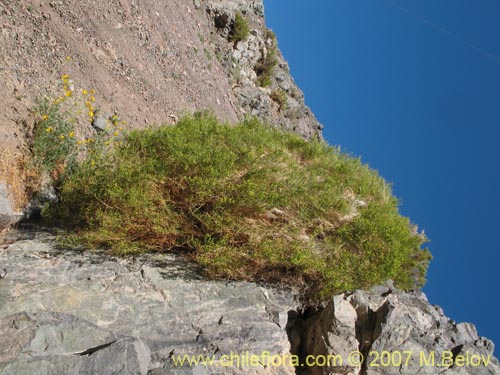 Imágen de Gymnophyton robustum (). Haga un clic para aumentar parte de imágen.