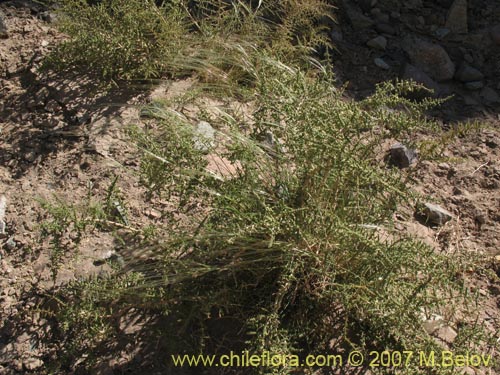 Imágen de Poaceae sp. #1400 (). Haga un clic para aumentar parte de imágen.