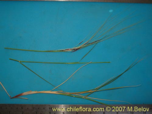 Image of Poaceae sp. #1400 (). Click to enlarge parts of image.