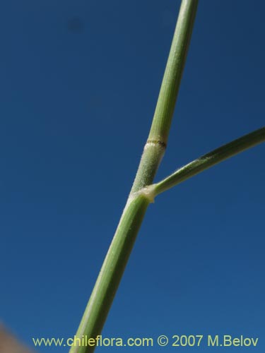 Poaceae sp. #1400の写真