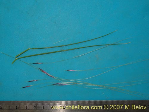 Image of Poaceae sp. #1400 (). Click to enlarge parts of image.