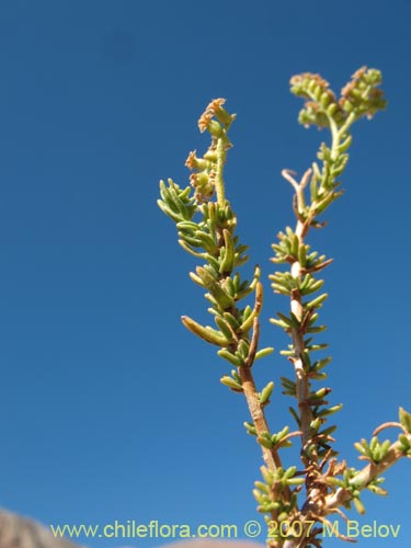 Imágen de Planta no identificada sp. #1401 (). Haga un clic para aumentar parte de imágen.