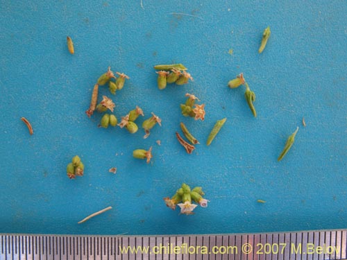 Image of Unidentified Plant sp. #1401 (). Click to enlarge parts of image.