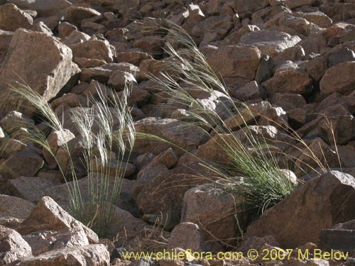 Imágen de Poaceae sp. #1400 (). Haga un clic para aumentar parte de imágen.