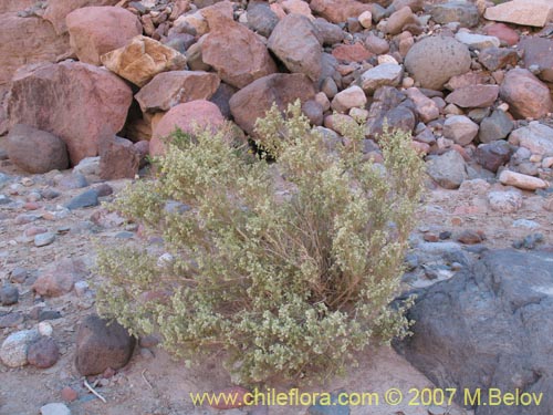 Imágen de Acantholippia trifida (). Haga un clic para aumentar parte de imágen.