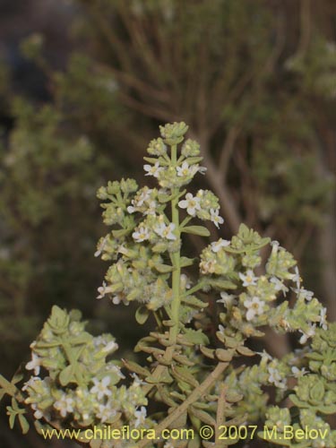 Imágen de Acantholippia trifida (). Haga un clic para aumentar parte de imágen.