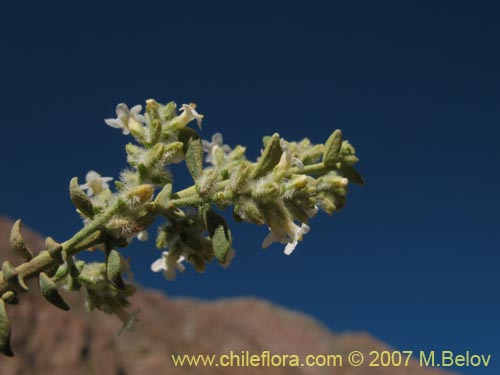 Imágen de Acantholippia trifida (). Haga un clic para aumentar parte de imágen.