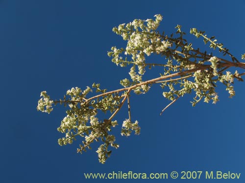 Imágen de Acantholippia trifida (). Haga un clic para aumentar parte de imágen.