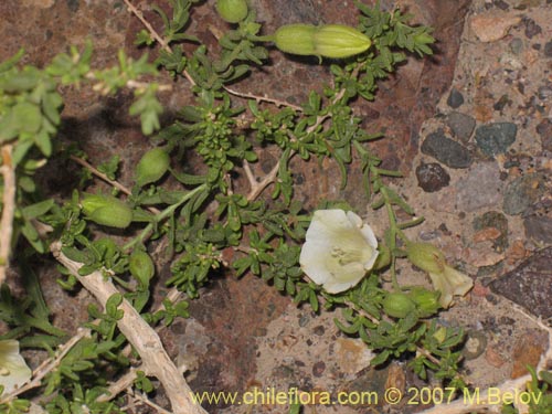 Imágen de Phrodus microphyllus (Monte de burro). Haga un clic para aumentar parte de imágen.