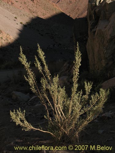 Imágen de Acantholippia trifida (). Haga un clic para aumentar parte de imágen.