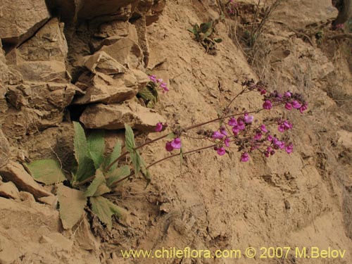 Image of Calceolaria purpurea (). Click to enlarge parts of image.