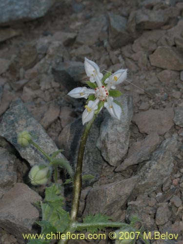 Image of Loasa arnottiana (). Click to enlarge parts of image.