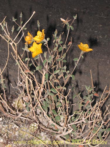 Фотография Mentzelia chilensis (). Щелкните, чтобы увеличить вырез.