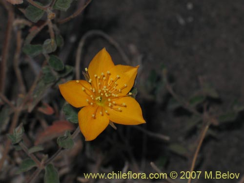 Imágen de Mentzelia chilensis (). Haga un clic para aumentar parte de imágen.