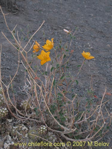 Image of Mentzelia chilensis (). Click to enlarge parts of image.