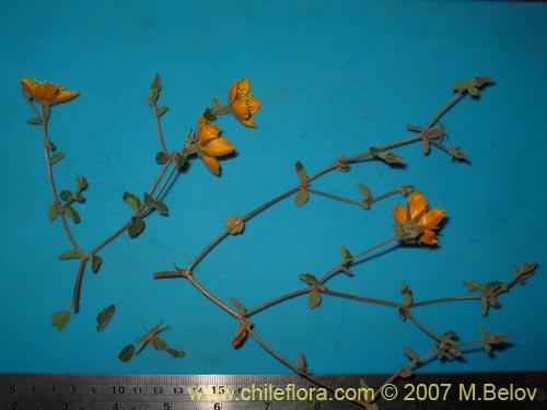 Image of Mentzelia chilensis (). Click to enlarge parts of image.