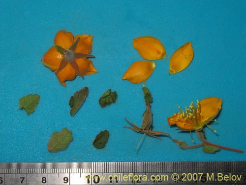 Image of Mentzelia chilensis (). Click to enlarge parts of image.