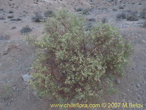 Imágen de Adesmia sp. #3194 (). Haga un clic para aumentar parte de imágen.