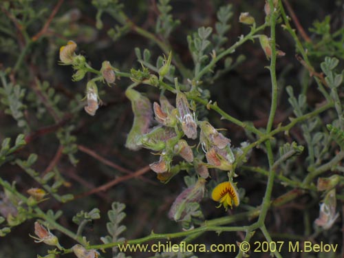 Imágen de Adesmia sp. #3194 (). Haga un clic para aumentar parte de imágen.