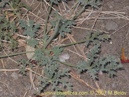 Image of Argylia radiata (). Click to enlarge parts of image.