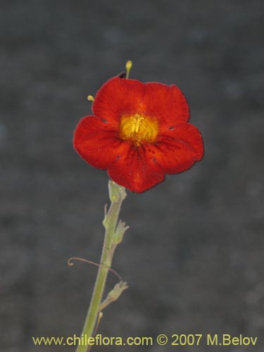 Image of Argylia radiata (). Click to enlarge parts of image.
